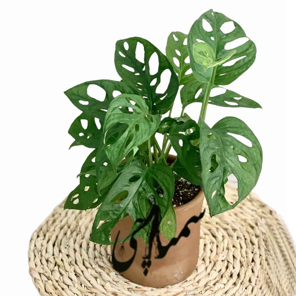 برگ انجیری حصیری (Monstera adansonii)